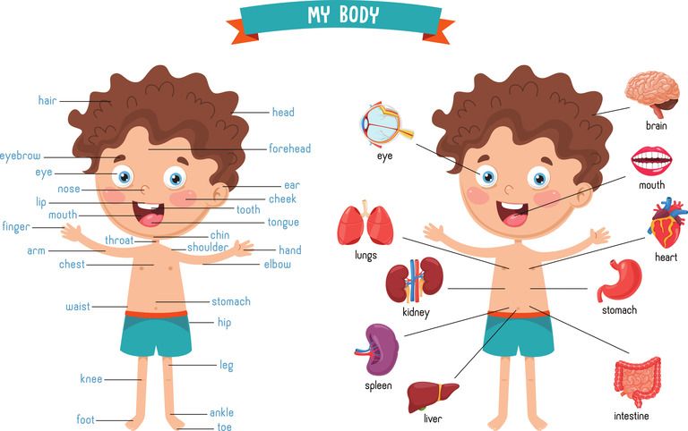 body parts